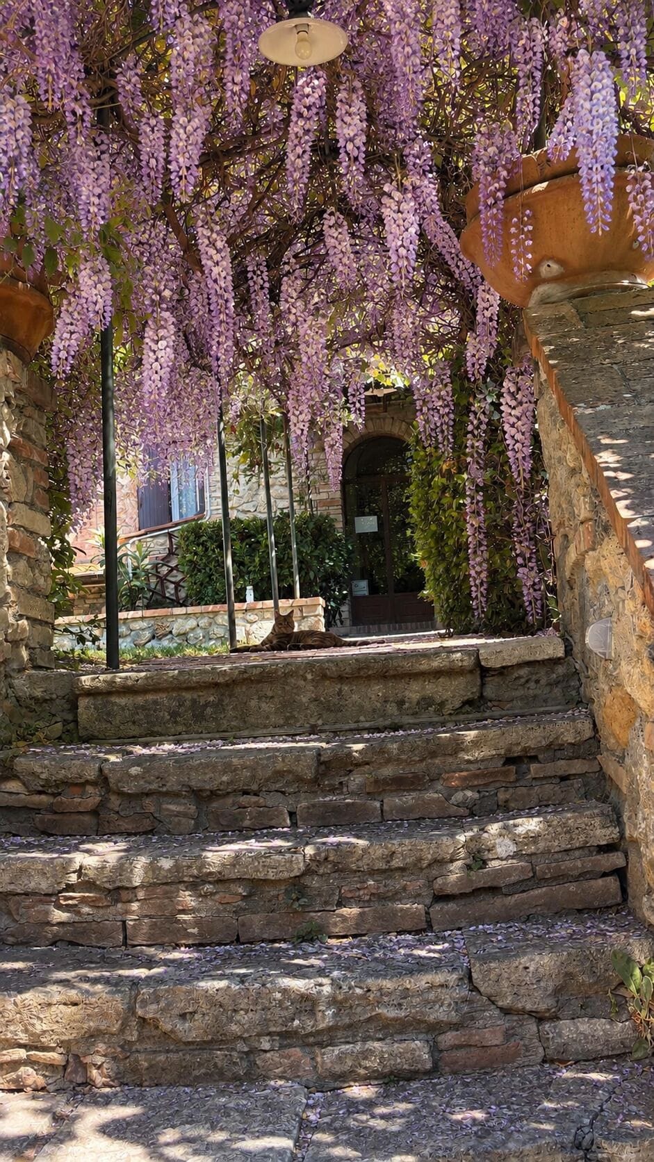 A stone staircase leading to a covered area with hanging purple flowers.