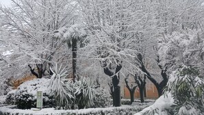 A snow-covered garden with trees and a building in the background. - Bed & Breakfast A Casa di Lia a Roma (Rome)