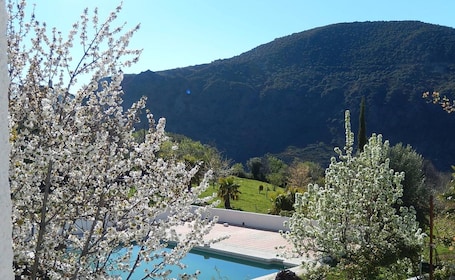 Seasonal outdoor pool, pool umbrellas, sun loungers