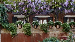A building with a red brick wall, potted plants, and purple flowering vines. - Locanda Fiorita (Venice)