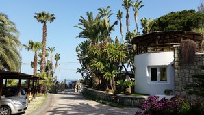Un viale alberato da palme che conduce a un edificio bianco con muro in pietra e pergola in legno.