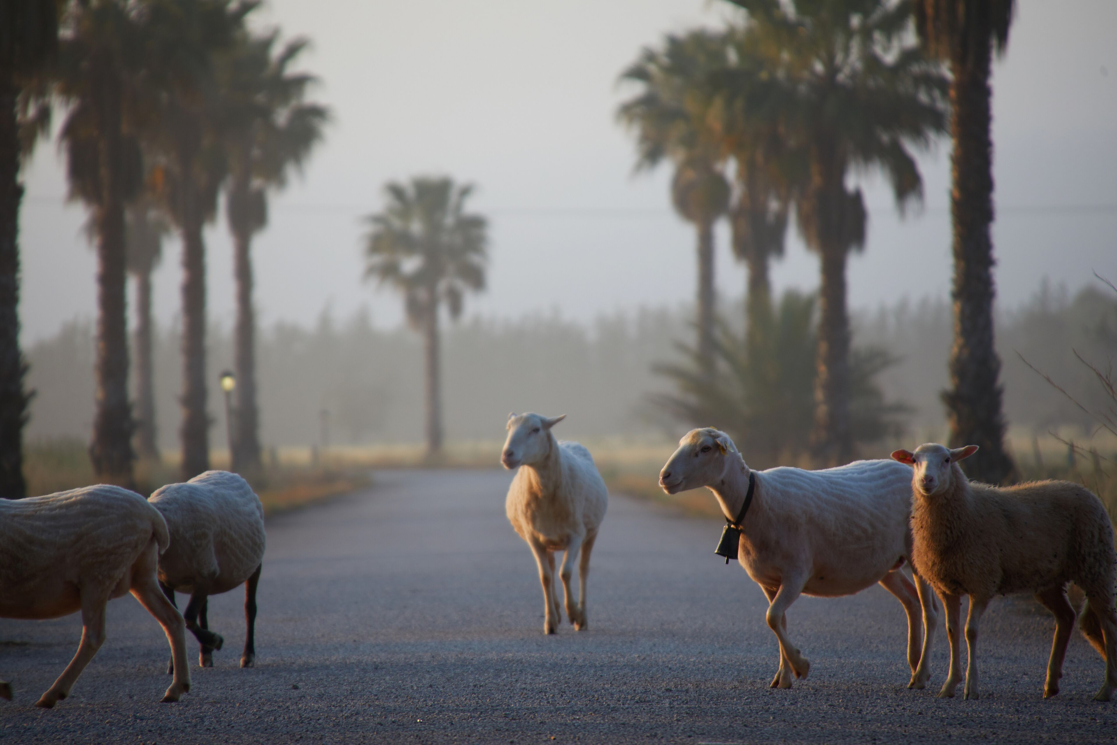A rural road with palm trees on either side and a herd of sheep walking along it.