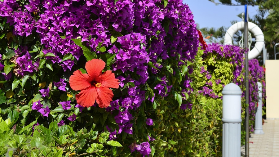 Napa Prince Hotel Apartments