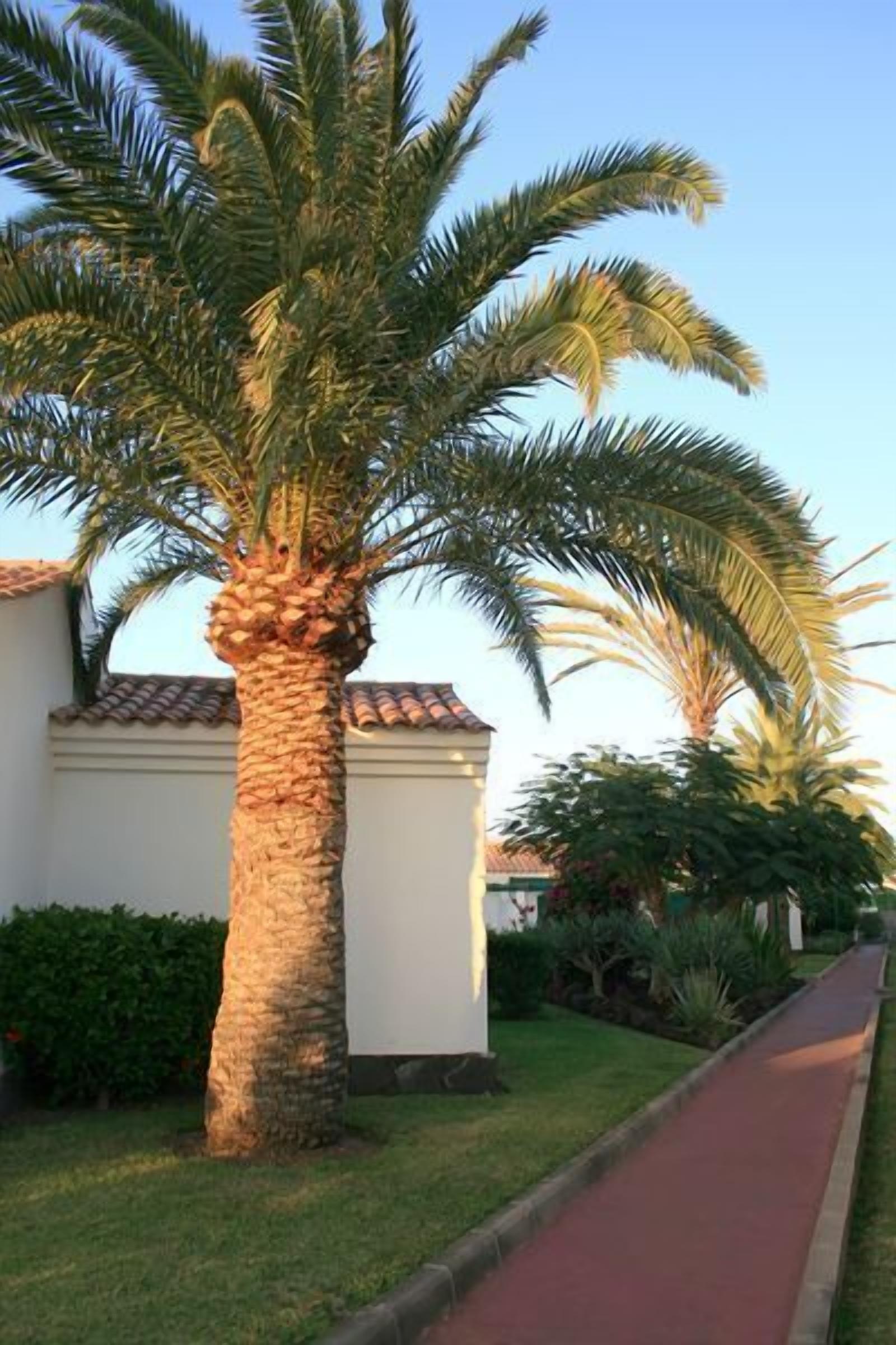 Photo - Bungalows Campo Golf