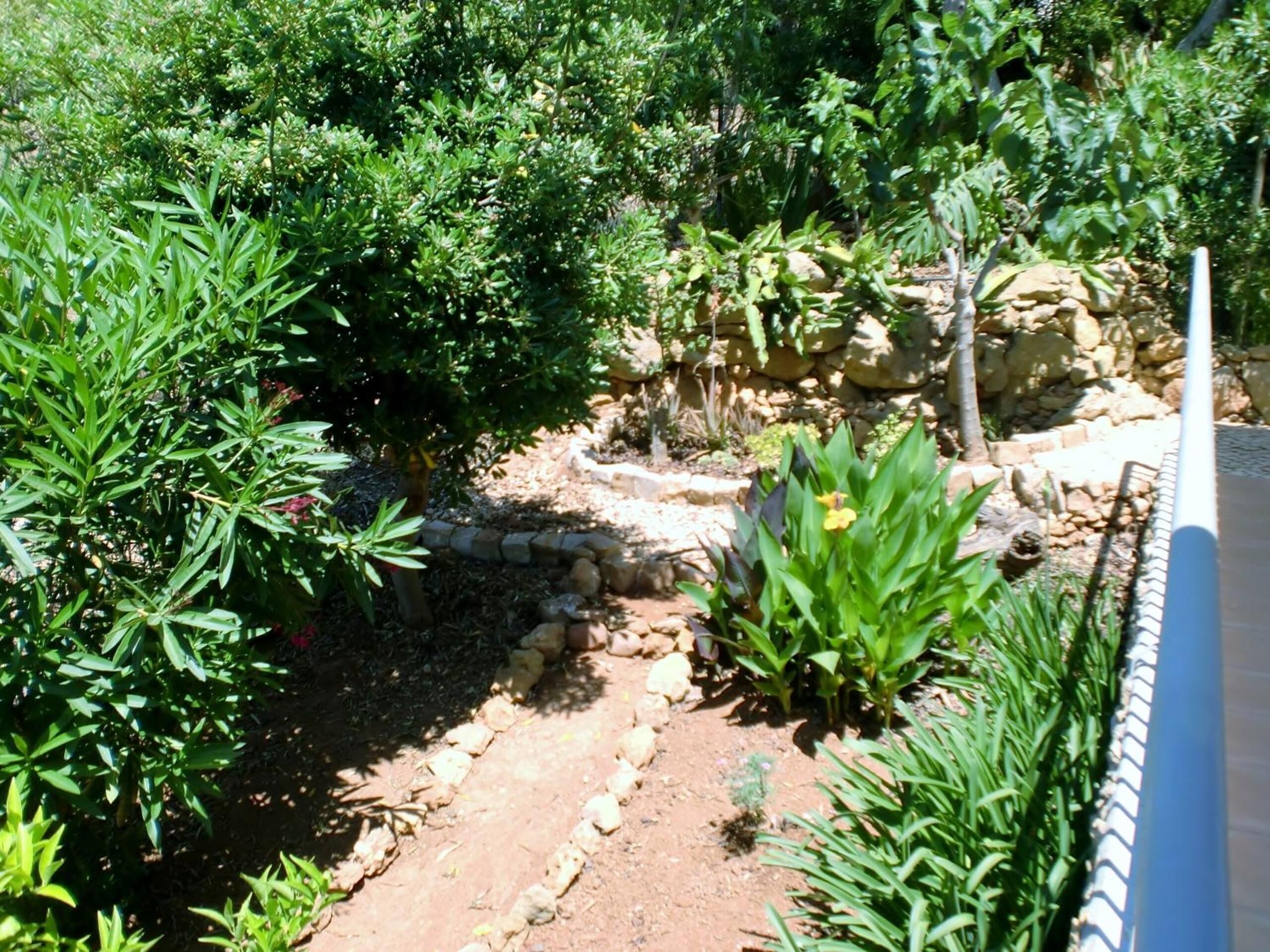 Un jardí amb plantes diverses i un camí de pedra.