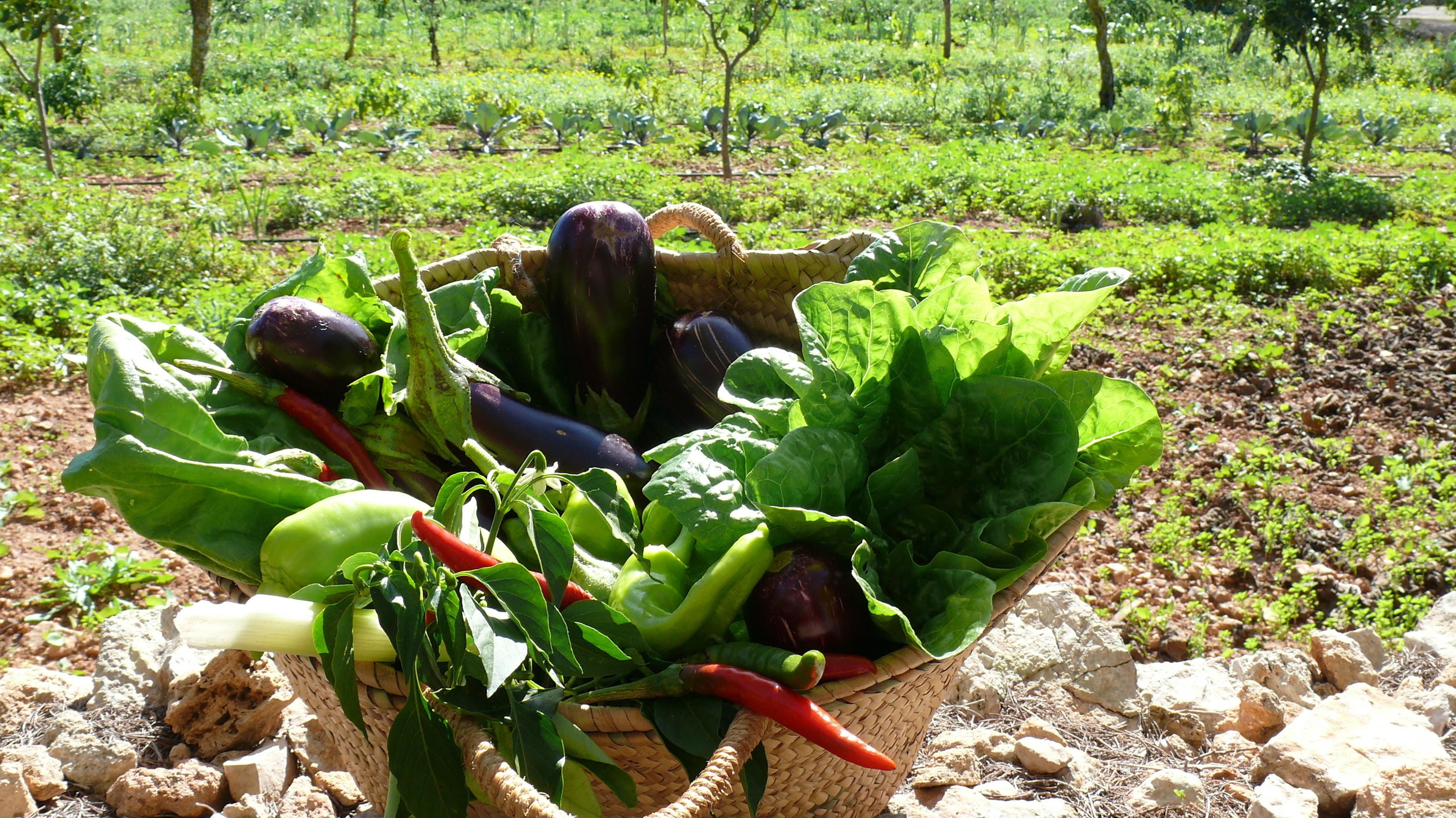 Foto - Sa Carrotja - Adults Only