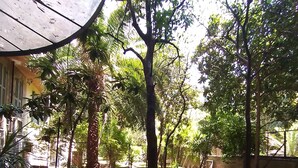 A courtyard with a central tree, surrounded by potted plants and a paved walkway. - Hotel Principe Eugenio (Rome)