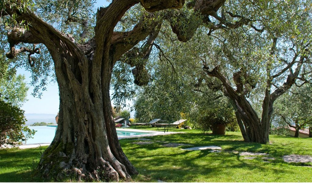 A large tree with a thick trunk and sprawling branches in a well-maintained garden with a pool and umbrellas in the background.