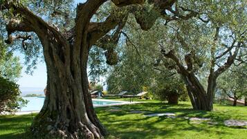 A large tree with a thick trunk and sprawling branches in a well-maintained garden with a pool and umbrellas in the background.
