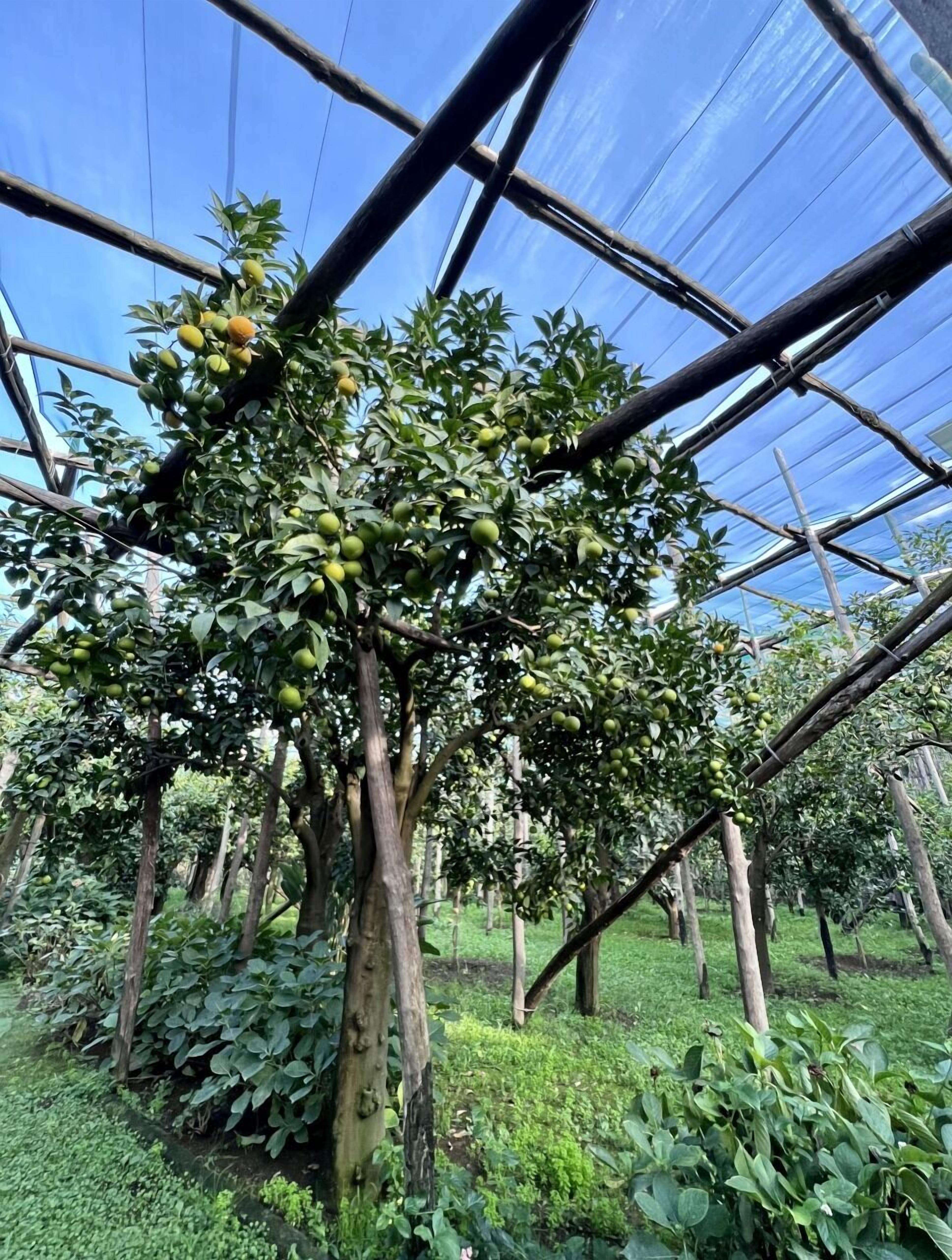 Foto - Relais Correale Rooms & Garden