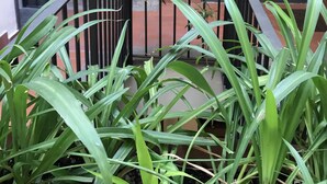 A staircase with a black railing, surrounded by green plants. - Case Così Chiaia (Naples)