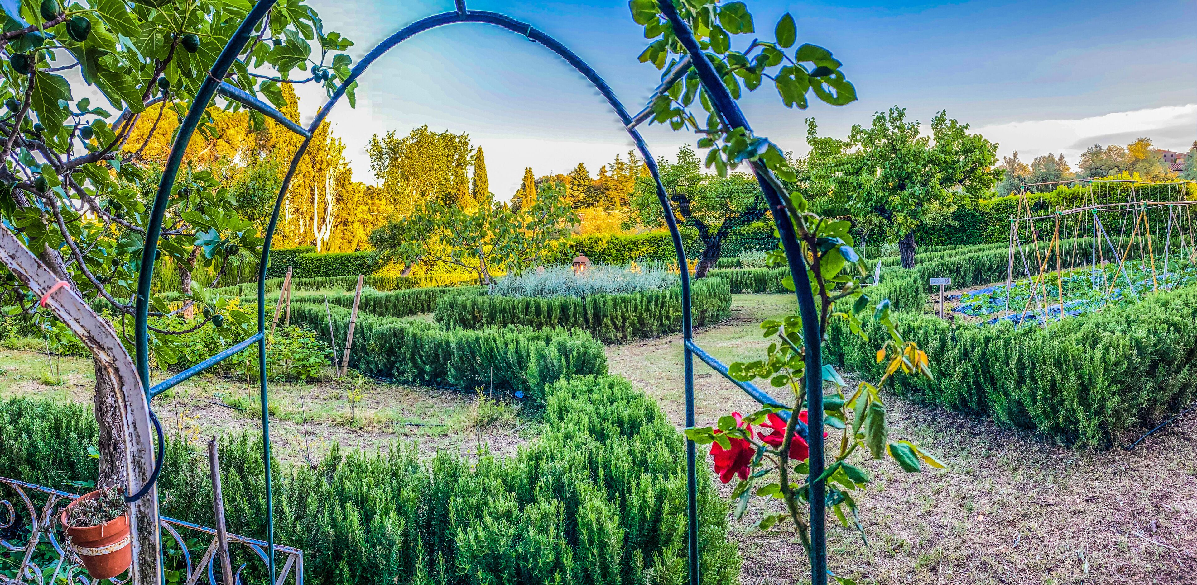 A garden with a trellis archway, neatly trimmed hedges, and a variety of plants.
