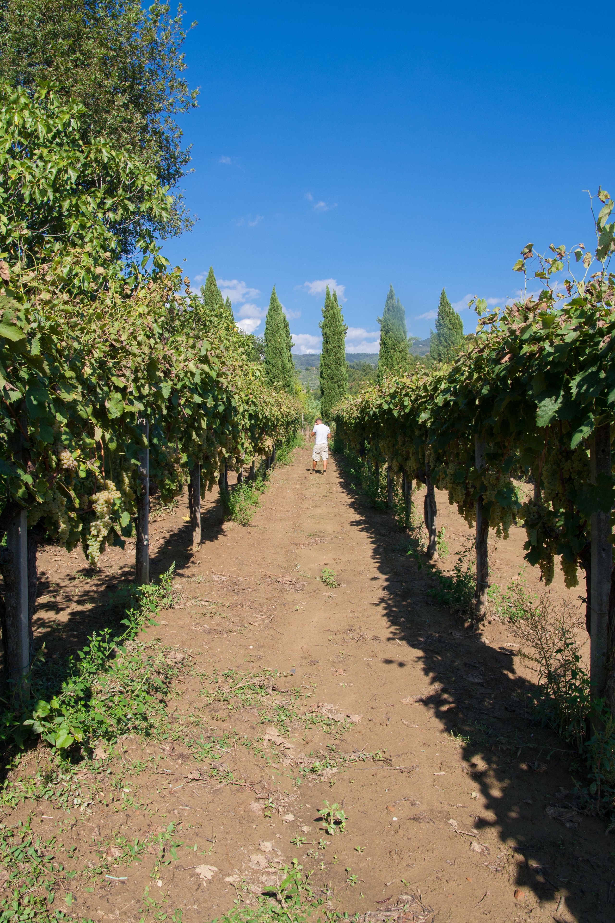 A vineyard path with rows of grapevines on either side.