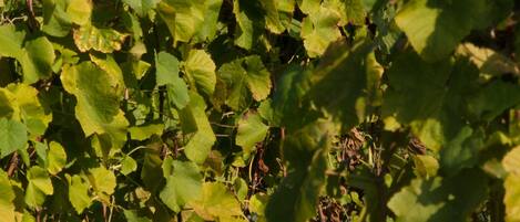 A vineyard with grapevines and a building in the background.