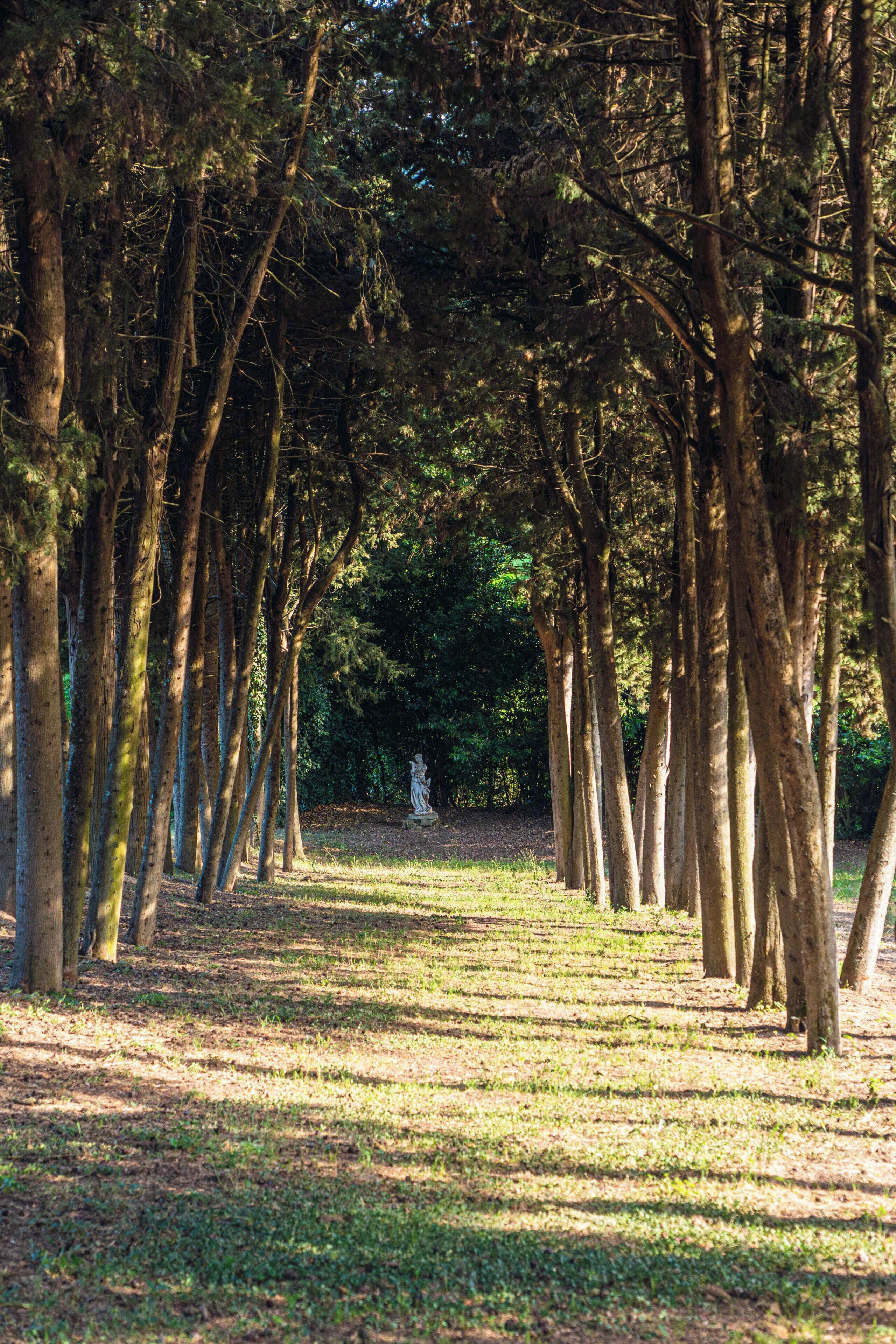 Ein Weg, gesäumt von hohen Bäumen in einem Park.