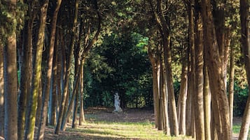 Ein Weg, gesäumt von hohen Bäumen in einem Park.