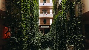 Un pasillo estrecho flanqueado por una vegetación exuberante, que conduce a un cartel que dice 'Boulevard'.