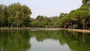 Un lago tranquilo rodeado de árboles frondosos.