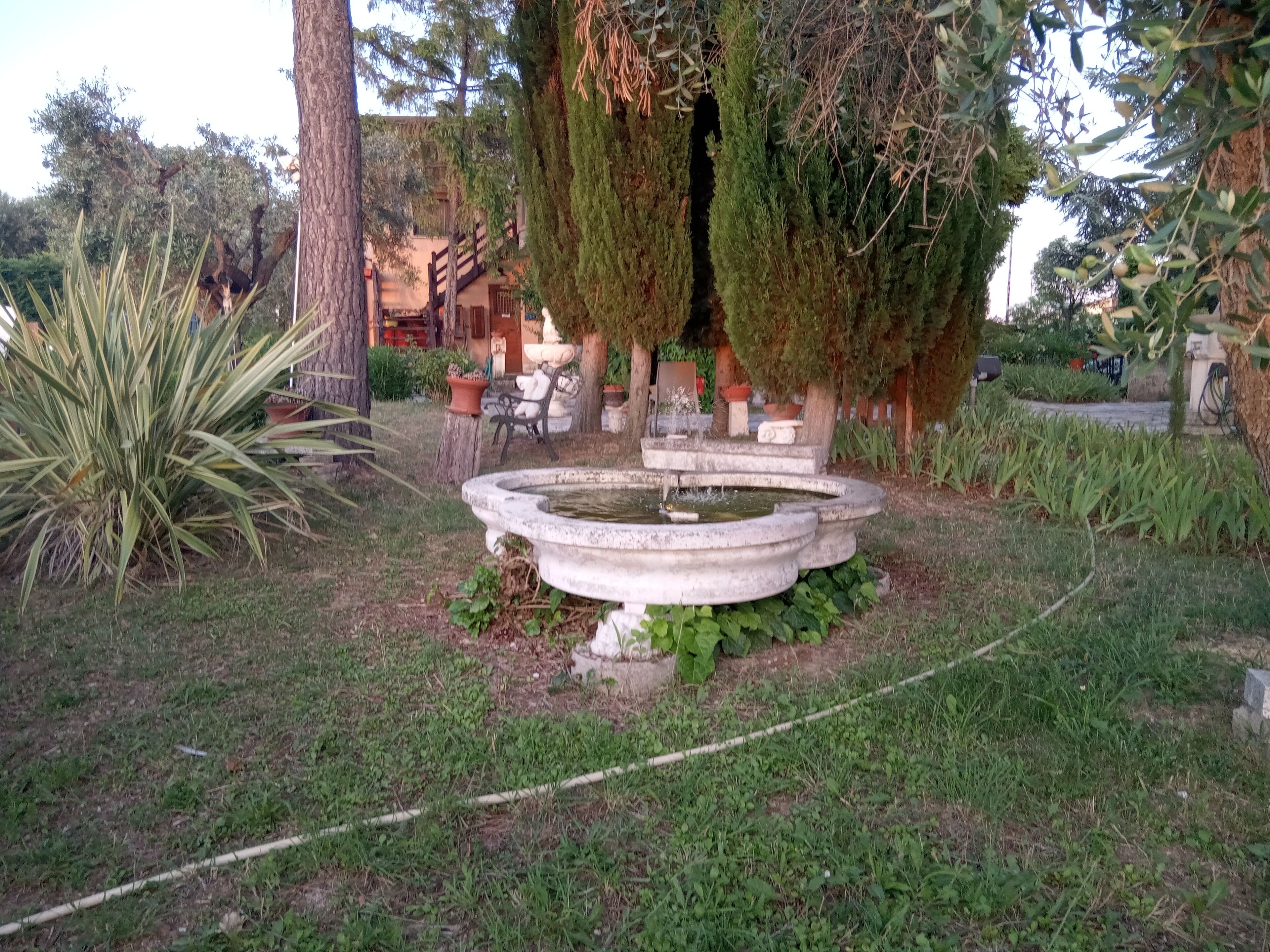 Un jardín con una fuente de piedra circular, rodeado de diversas plantas y árboles.