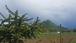 Un árbol de coníferas con conos visibles, un campo cubierto de hierba y una casa al fondo.