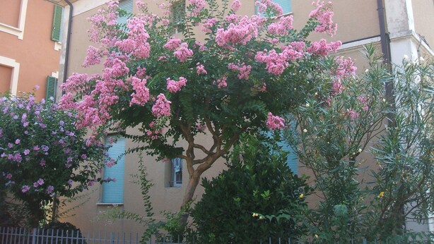 A building with pink flowering trees in front. - B&B Accorsi (Bologna)