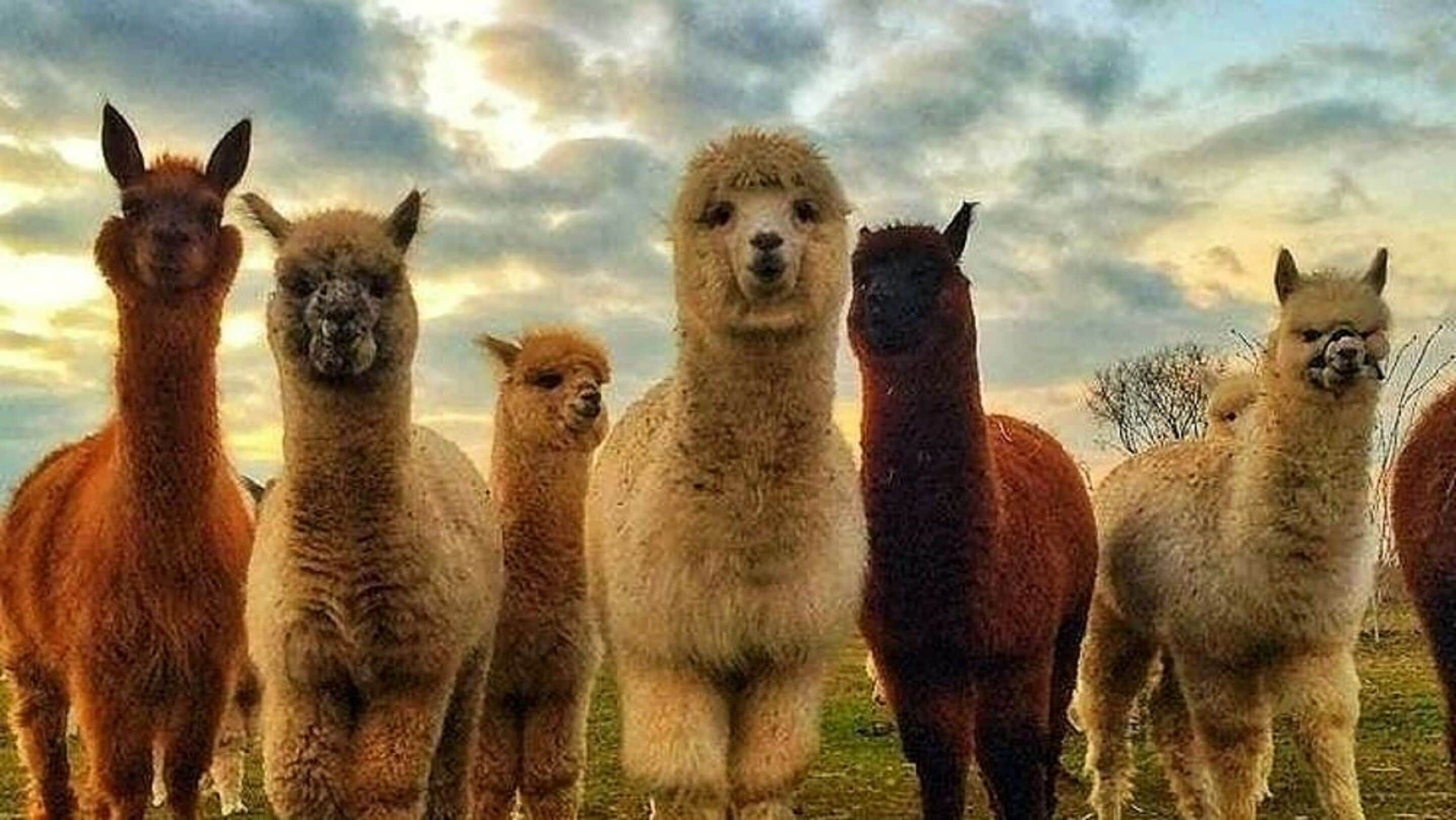 A group of alpacas standing in a field.