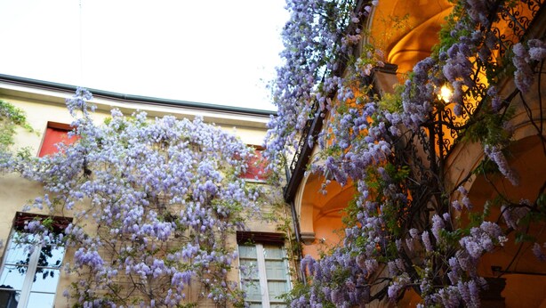 Un edificio con enredaderas florecientes púrpuras.