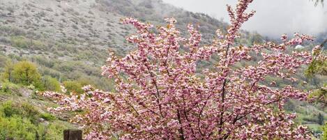 A wooden fence with a flowering tree in the foreground and a hilly landscape in the background.