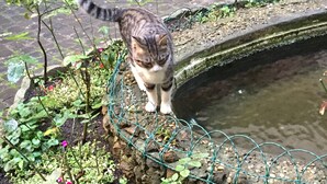 A cat standing by a garden with a wire fence and a stone structure. - La Casa di Amy (Rome)