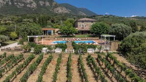 A vineyard with rows of grapevines, a swimming pool, and a stone building with a terrace.