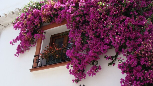 Fachada de un edificio con vibrantes flores de buganvilla púrpura cubriendo la parte superior. Se ve una ventana con balcón, y el nombre 'La Villa Marbella' está en la pared.