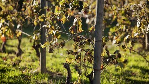 Viñedo con hileras de vides sostenidas por estacas de madera.