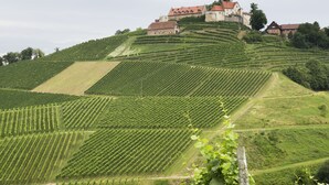 Viñedo con hileras de vides y un edificio con aspecto de castillo en una colina.