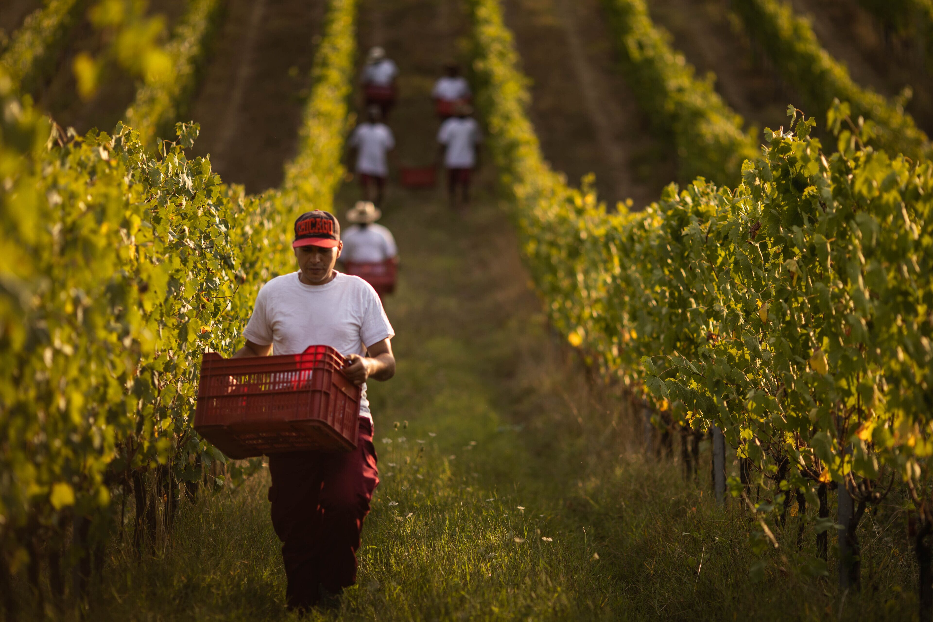 Viñedo con hileras de vides y trabajadores cosechando uvas.