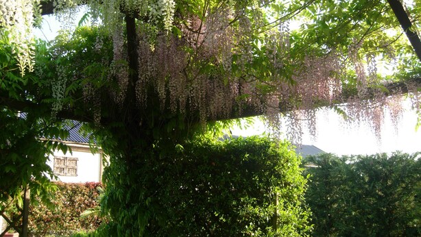 A tree with hanging white flowers and a well-maintained hedge in the foreground. - Il Pioppo e la Fonte (Castello d'Agogna)