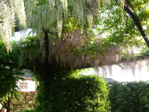 Un árbol con flores blancas colgantes y un seto cuidado en primer plano.