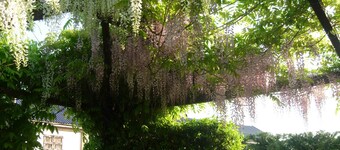 Il Pioppo e la Fonte