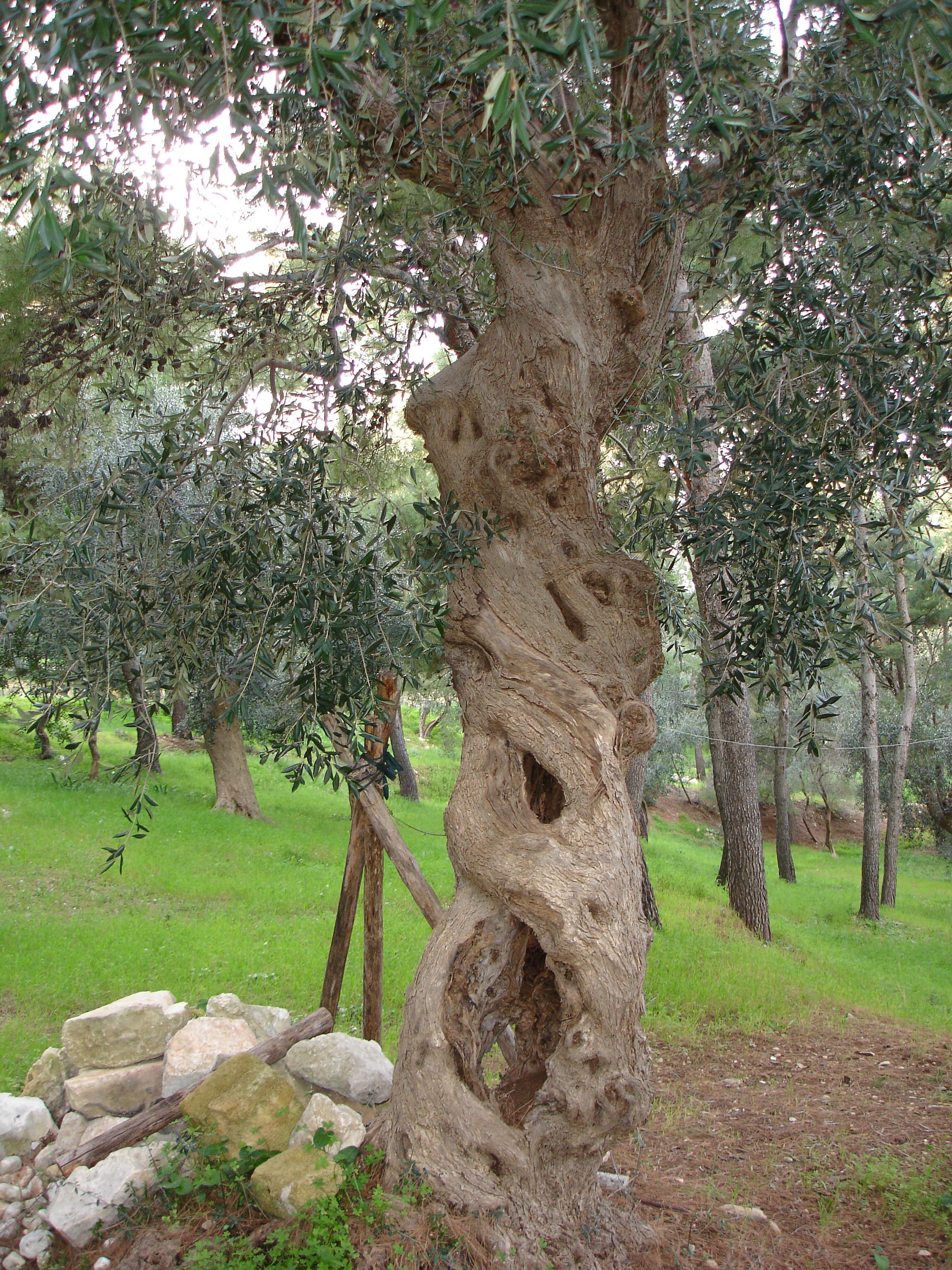 Foto - Hotel I Melograni