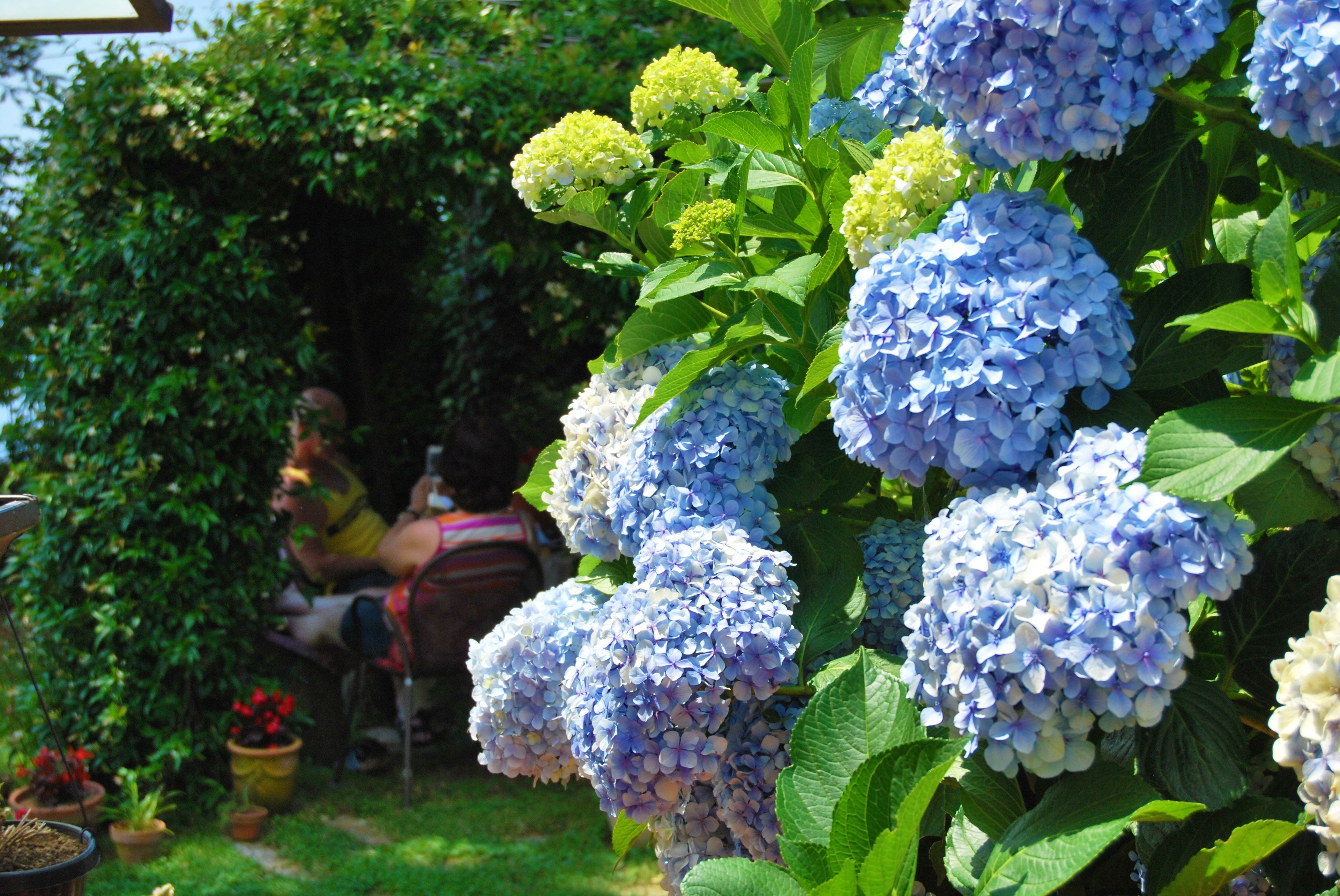A garden with hydrangea plants and a person sitting on a chair.