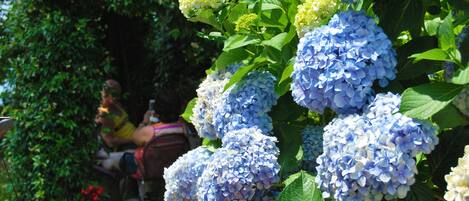 A garden with hydrangea plants and a person sitting on a chair.