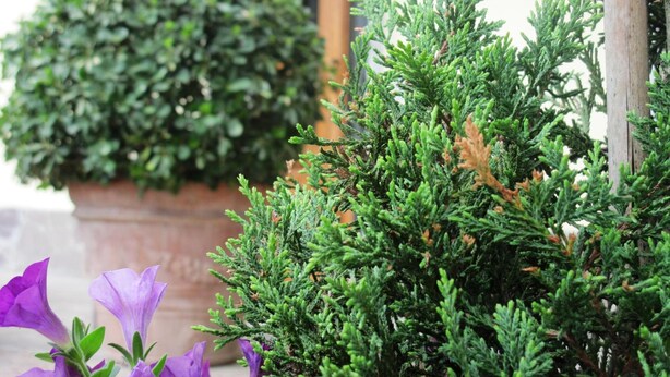 A potted plant and a small tree in front of a building entrance. - La Spiga (Campi Bisenzio)