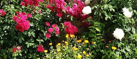 Jardin
