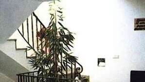 A staircase with a railing, a potted plant, and a small table. - Hotel Gasthaus Steiger (Graefenthal)
