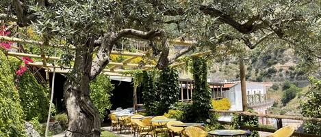 An outdoor seating area with wicker chairs and tables, surrounded by olive trees and a stone pathway.