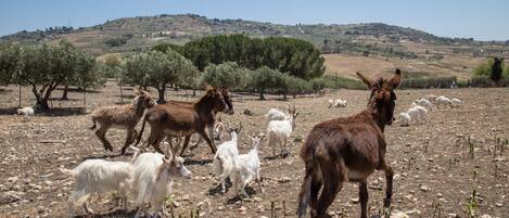 A rural landscape with a herd of goats and horses grazing.