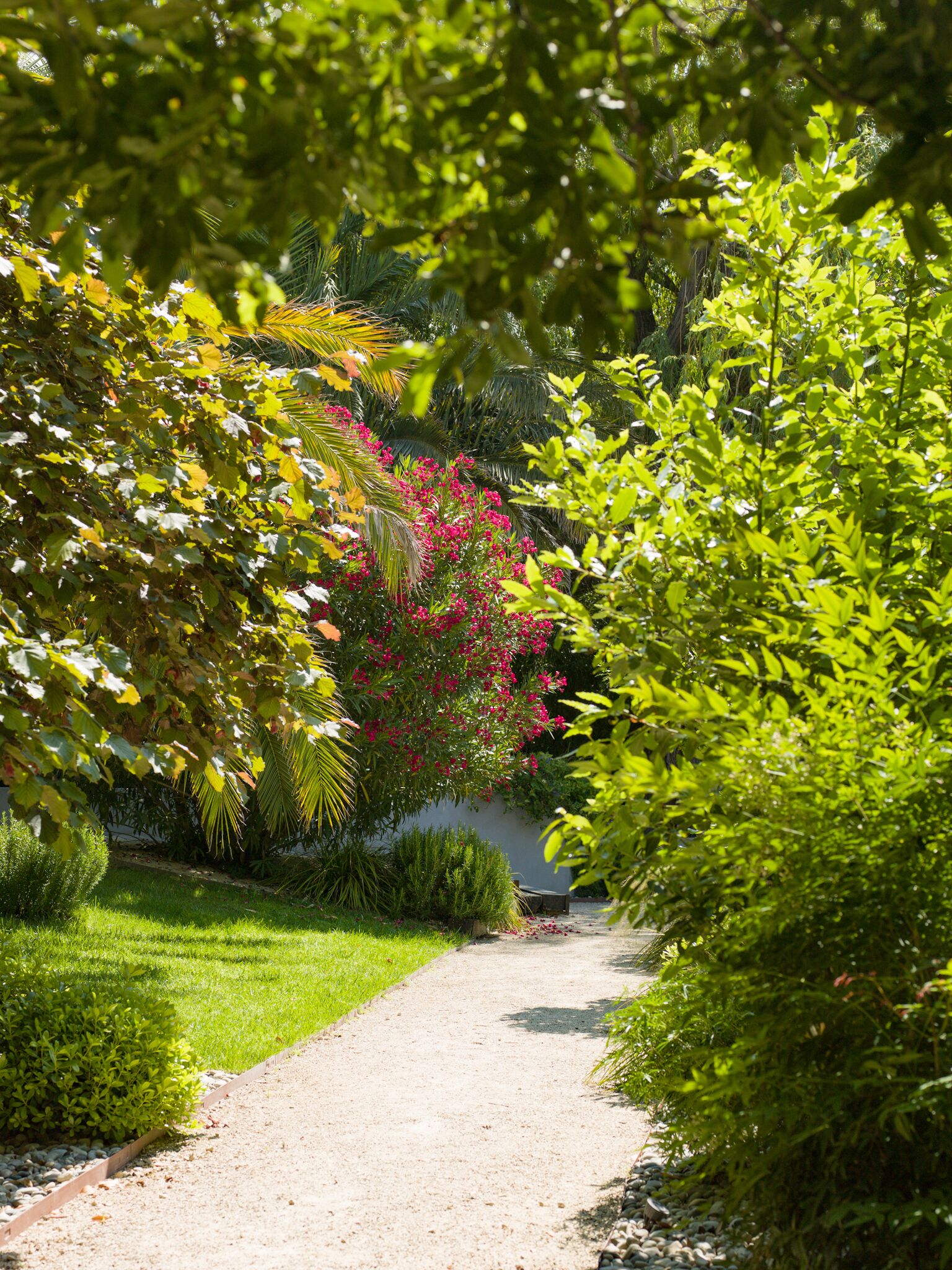 A garden pathway with lush greenery and flowering plants.