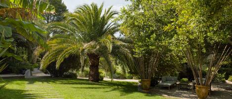 Un jardin bien entretenu, agrémenté d’un chemin de pierres, de palmiers et de plantes en pot.