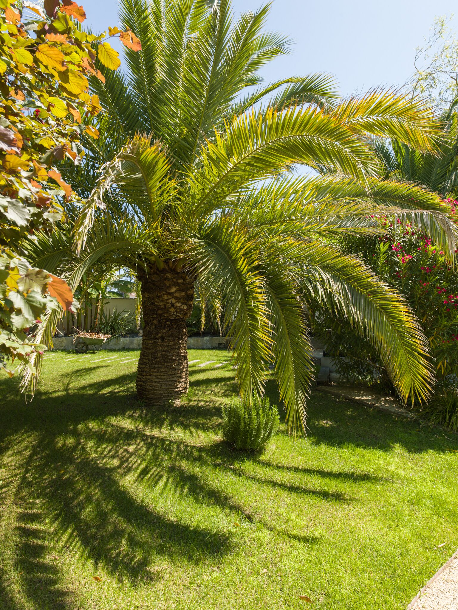 Un jardín cuidado con una palmera, un carretilla y diversas plantas.