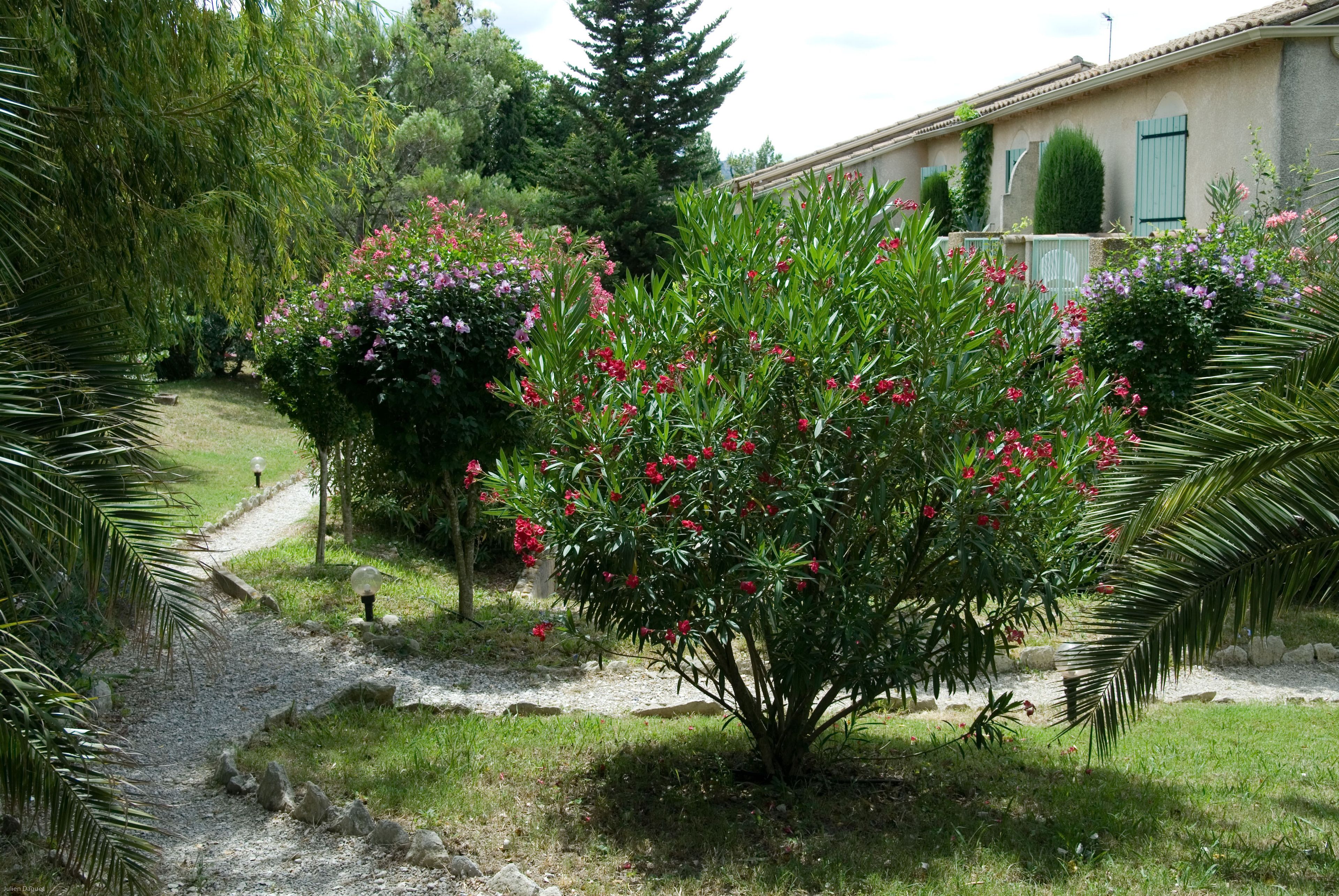 A garden with a gravel path, various flowering plants, and a building with blue shutters in the background.