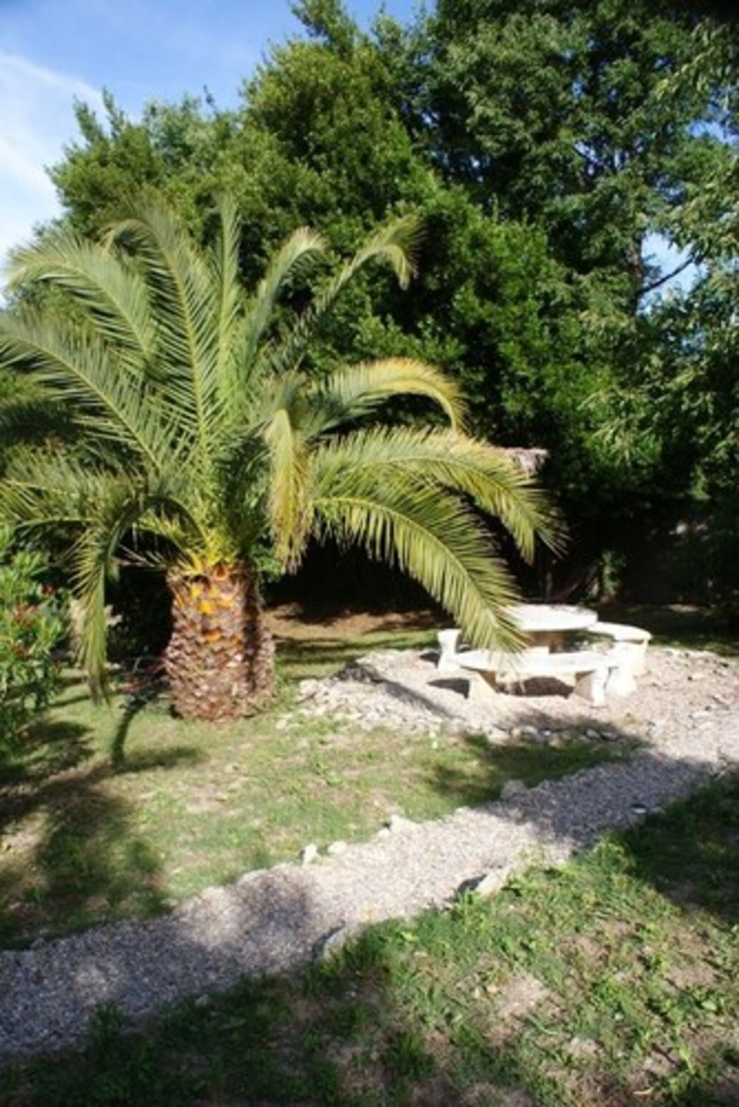 A garden with a palm tree and a bench.